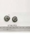Click for 1 image(s) for this accession. FRUIT